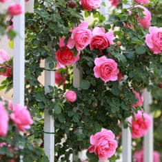 UNBRANDED Veziva za rastline 23 cm set 200 kos 