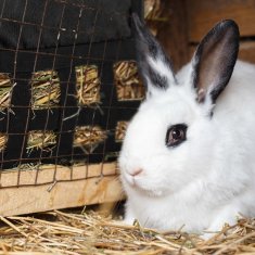 UNBRANDED Vreča za seno za male živali 