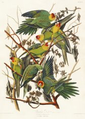 Plakat 50 × 70 cm – karolinska papiga, J. J. Audubon, vintage za dnevno sobo.