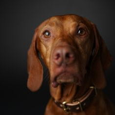 Sony Objektiv Planar T* FE 50mm F1.4 ZA (SEL50F14Z)
