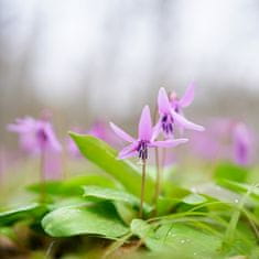 Sony Objektiv Planar T* FE 50mm F1.4 ZA (SEL50F14Z)
