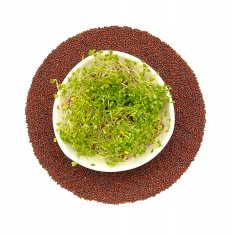 shumee BROKOLI Semena za kalčke 500 g