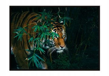 shumee PLAKAT ZA SLIKE V OKVIRJU 53x73 cm Tiger P2324