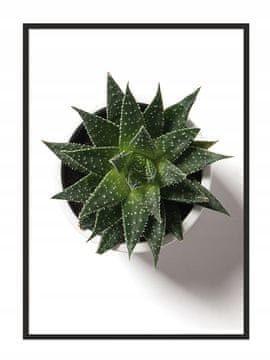 shumee SLIKOVNI PLAKAT V OKVIRJU 53x73 cm Sukulent P869