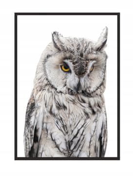 shumee SLIKA, PLAKAT V OKVIRJU 73x53 cm Sova P509