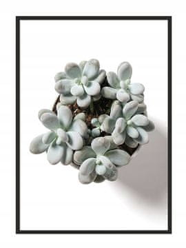 shumee SLIKOVNI PLAKAT V OKVIRJU 33x43 cm Sukulent P871
