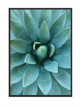 shumee SLIKA, PLAKAT V OKVIRJU 73x53 cm Aloe P512