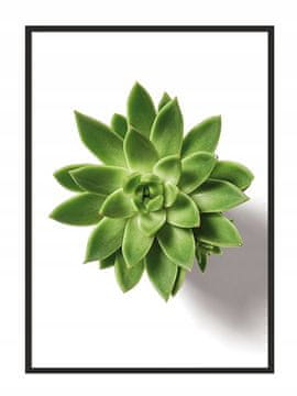 shumee PLAKAT ZA SLIKE V OKVIRJU 53x73 cm Sukulent P870