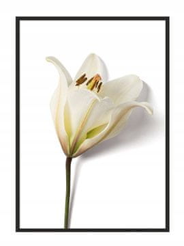 shumee PLAKAT ZA SLIKE V OKVIRJU 33x43 cm Cvet P881