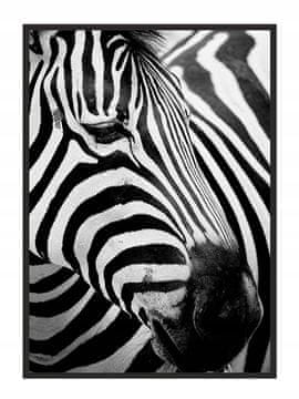 shumee PLAKAT ZA SLIKE V OKVIRJU 43x33 cm Zebra 7 P578