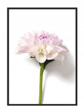 shumee PLAKAT ZA SLIKE V OKVIRJU 53x73 cm Cvet P880