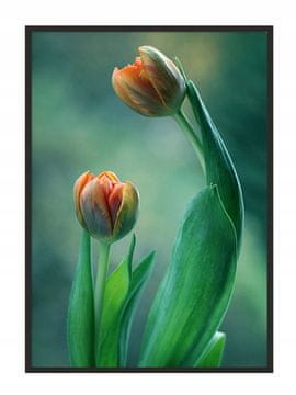 shumee PLAKAT V OKVIRJU 33x43 cm Tulipan P853