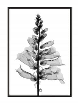 shumee PLAKAT ZA SLIKE V OKVIRJU 53x73 cm Cvet P1032