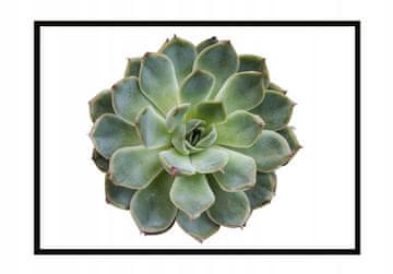 shumee PLAKAT ZA SLIKE V OKVIRJU 53x73 cm Cvet P1049