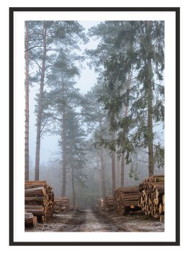 shumee SLIKA, PLAKAT V OKVIRJU 53x73 cm Gozd P2015