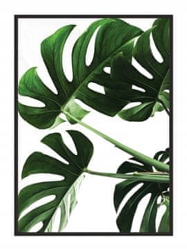 shumee SLIKA, PLAKAT V OKVIRJU 33x43 cm Monstera P546