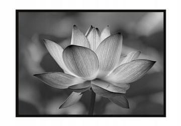 shumee PLAKAT ZA SLIKE V OKVIRJU 53x73 cm Cvet P1043