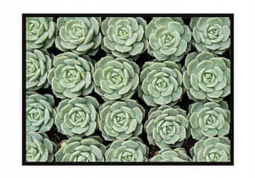 shumee PLAKAT ZA SLIKE V OKVIRJU 53x73 cm Rože P1053