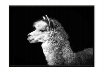 shumee PLAKAT ZA SLIKE V OKVIRJU 53x73 cm Alpaka P1063