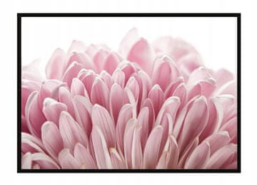 shumee OKVIR ZA PLAKAT 53x73 cm Cvet P1682