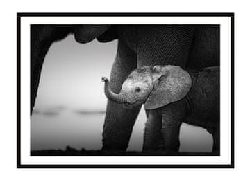 shumee PLAKAT V OKVIRJU 33x43 cm Sloni P2258