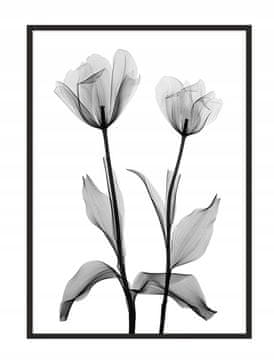 shumee PLAKAT ZA SLIKE V OKVIRJU 53x73 cm Rože P1042