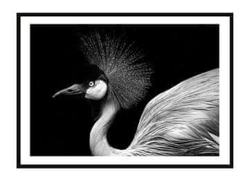 shumee PLAKAT ZA SLIKE V OKVIRJU 33x43 cm Ptica P2259