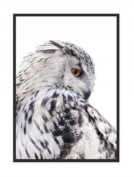 shumee SLIKA, PLAKAT V OKVIRJU 33x43 cm Sova P507