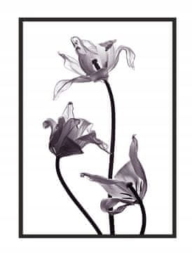 shumee PLAKAT ZA SLIKOVNI OKVIR 53x73 cm Cvet P1037