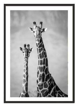 shumee PLAKAT ZA SLIKE V OKVIRJU 53x73 cm Žirafe P2228