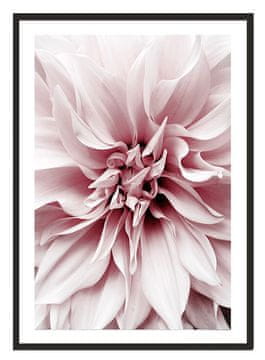 shumee PLAKAT ZA SLIKE V OKVIRJU 53x73 cm Roža P2227