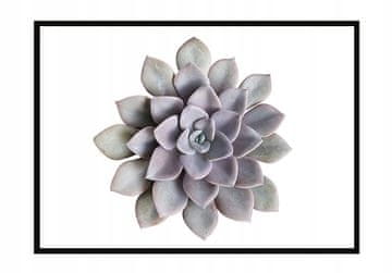 shumee PLAKAT ZA SLIKE V OKVIRJU 53x73 cm Cvet P1048