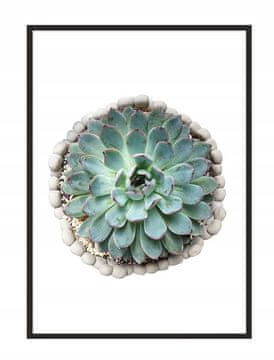 shumee PLAKAT ZA SLIKE V OKVIRJU 53x73 cm Cvet P1033