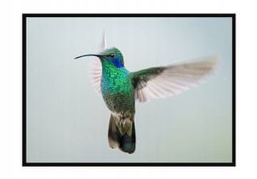 shumee PLAKAT ZA SLIKE V OKVIRJU 53x73 cm Kolibri P1064
