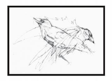 shumee PLAKAT ZA SLIKE V OKVIRJU 53x73 cm Ptice P1499