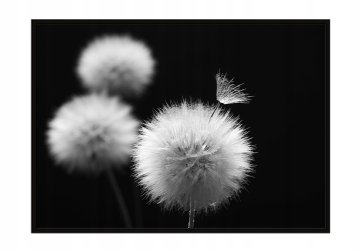 shumee PLAKAT V OKVIRJU 33x43 cm Regrat P1333