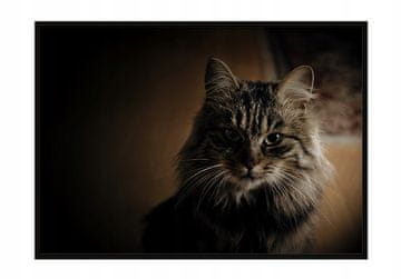 shumee PLAKAT ZA SLIKE V OKVIRJU 33x43 cm Mačka P2322