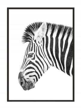 shumee PLAKAT V OKVIRJU 53x73 cm Zebra P885