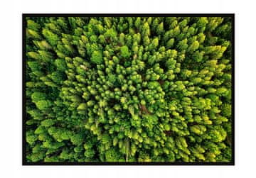 shumee PLAKAT V OKVIRJU 53x73 cm Gozd P1208
