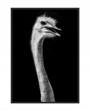 shumee PLAKAT V OKVIRJU 53x73 cm Noj P1242