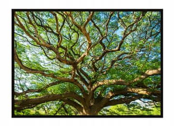 shumee PLAKAT ZA SLIKOVNI PLAKAT V OKVIRJU 53x73 cm Drevo P1689