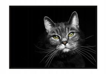 shumee PLAKAT V OKVIRJU 33x43 cm Mačka P1406
