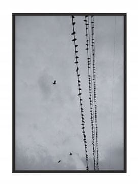 shumee PLAKAT ZA SLIKE V OKVIRJU 53x73 cm Ptice P1387