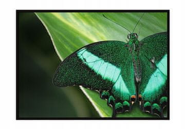 shumee PLAKAT ZA SLIKE V OKVIRJU 33x43 cm Metulj P1134