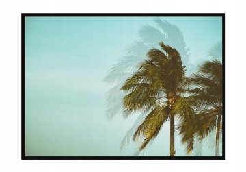 shumee PLAKAT V OKVIRJU 53x73 cm Palm P1215