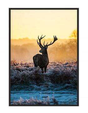 shumee PLAKAT ZA SLIKE V OKVIRJU 53x73 cm Jelen P1508