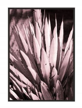 shumee SLIKOVNI PLAKAT V OKVIRJU 33x43 cm Sukulent P1429