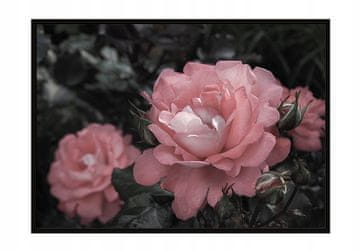 shumee PLAKAT ZA SLIKE V OKVIRJU 53x73 cm Rože P1483