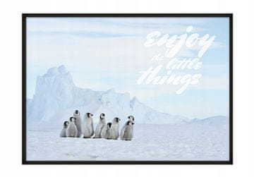 shumee PLAKAT V OKVIRJU 53x73 cm Pingvini P680