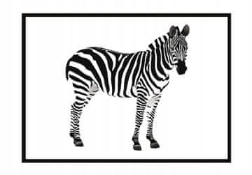 shumee PLAKAT V OKVIRJU 53x73 cm Zebra P888